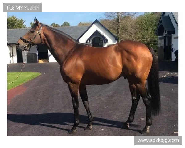 富里睡醒发现自家马场又多了一匹纯血马，账单还没拆